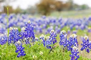 Hydroseeding Wildflowers in Texas